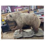 Large Brown Bear Taxidermy