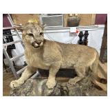 Beautiful Taxidermy Mountain Lion