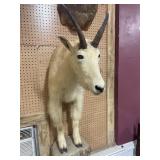 Taxidermy Mountain Goat