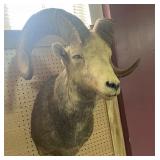 Taxidermy Ram