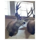 Taxidermy Mule Deer