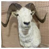 Taxidermy Dall Sheep