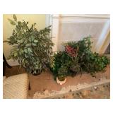 Lot of Greenary and Decor