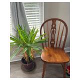 Antique Wooden Chair and Plant