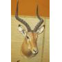 JIM & CINDI MACLEISH AUCTION