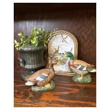 Mallard suck vignette. One duck has been repaired