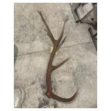 Large 5 tip elk antler 35" great knife handles