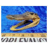 Gator head