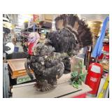 Big turkey taxidermy Mount no shipping