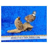 Quail taxidermy beautiful condition