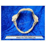Shark jaw taxidermy awesome condition
