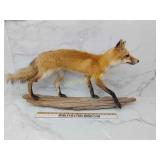 Beautiful fox taxidermy