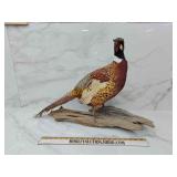 Beautiful pheasant taxidermy