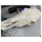 Cow skull