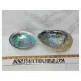 Seashells polished