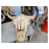 Bull skull
