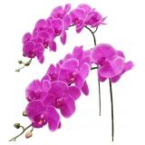 Fnize Artificial Orchid Stems Real Touch Latex Pha