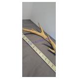 Antler
