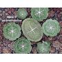 MARCH 17 - Discovery At Briggs Online Auction