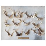 Antlers