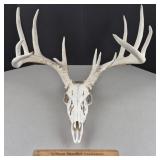 European Deer Mount