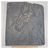 Reproduction Fossil Cast