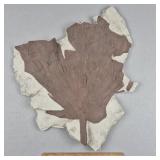 Reproduction Fossil Cast