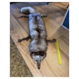 Silver Fox Pelt
