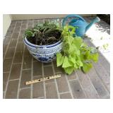 Large Blue White Glazed Planter & Plant
