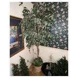 Lighted Silk Ficus Tree (6')