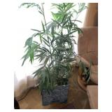 Palm Plant w Nice Planter