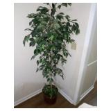 5' Ficus Tree