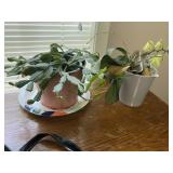 (2) Live Plants