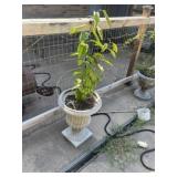 Resin Urn Planter & Live Plant