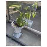 Resin Urn Planter & Live Plant