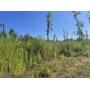 US Bankruptcy Land Auction ~ Union County  ~ Harry Moses