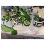 (3) Live Plants
