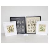 (4) Herb, Vegetable, Botanical Prints (No Ship)