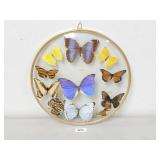 Vintage Butterfly Taxidermy Wall Art (No Ship)