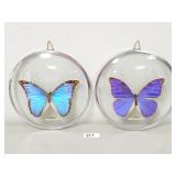 2 Vintage Brazilian Butterfly Taxidermy Wall Art