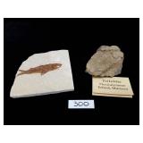 Fossils - Fossilized Fish and Trilobite