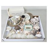 Seashells and Coral (No Ship)