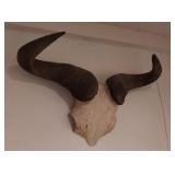 European-style taxidermy mount of a Cape Buffalo s