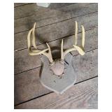 Vintage whitetail mount