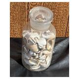 Assorted Sea Shells