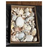 Assorted Sea Shells Lot