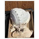 Assorted Sea Shells Lot