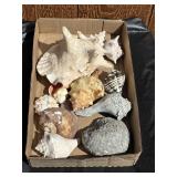 Assorted Sea Shells Lot