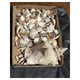 Assorted Sea Shells Lot
