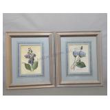 Two Framed Plant Prints